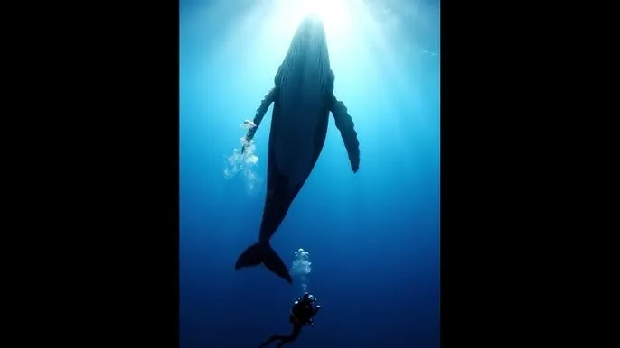 3d无尽动漫免费观看 - 深蓝星球：探索海洋深处的未知世界